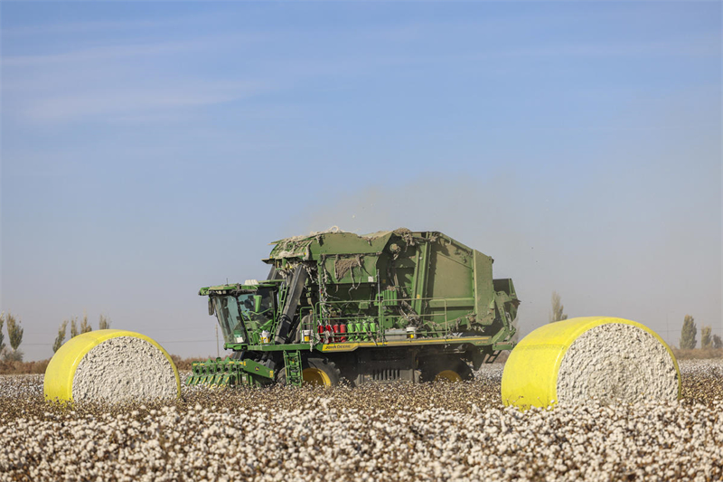 Algod?o entra na temporada de colheita em Xinjiang