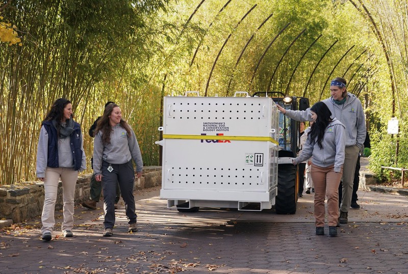 Pandas gigantes partem de zoológico nacional dos EUA rumo à China