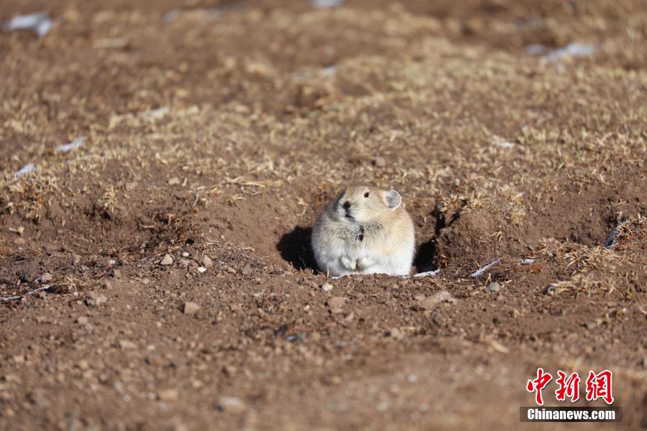 Galeria: vida selvagem está movimentada no Parque Nacional Sanjiangyuan