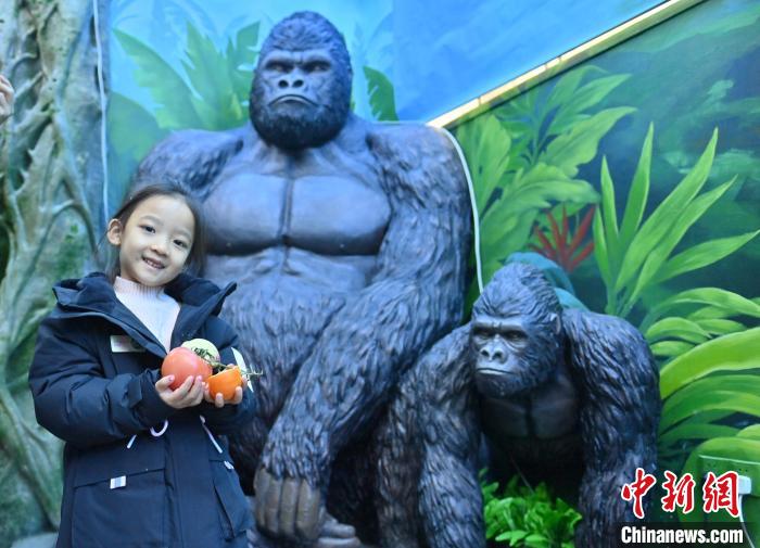 Parque Zoológico e Botanico de Changchun dá início à Semana Internacional de Cuidados com os Orangotangos