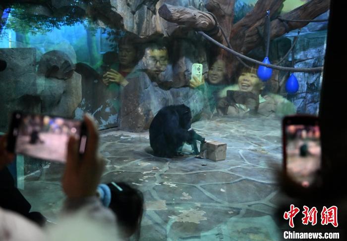 Parque Zoológico e Botanico de Changchun dá início à Semana Internacional de Cuidados com os Orangotangos