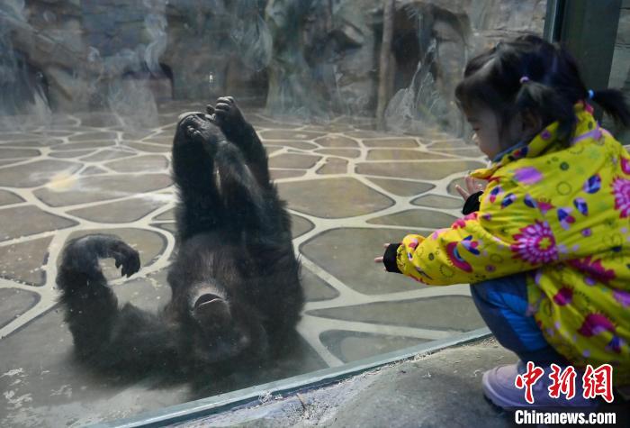 Parque Zoológico e Botanico de Changchun dá início à Semana Internacional de Cuidados com os Orangotangos