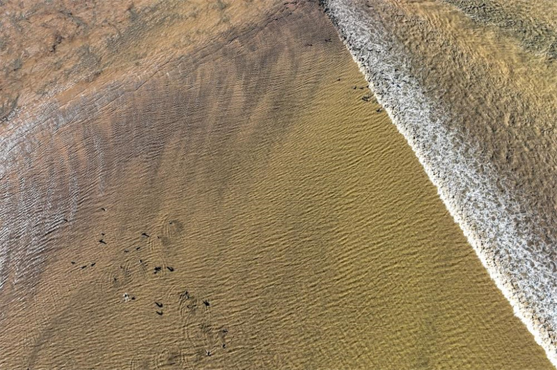 Veja as aves sobrevoarem a maré do rio Qiantang