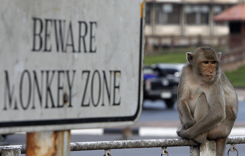 Tailandia: Lopburi realiza buffet anual dedicado aos macacos