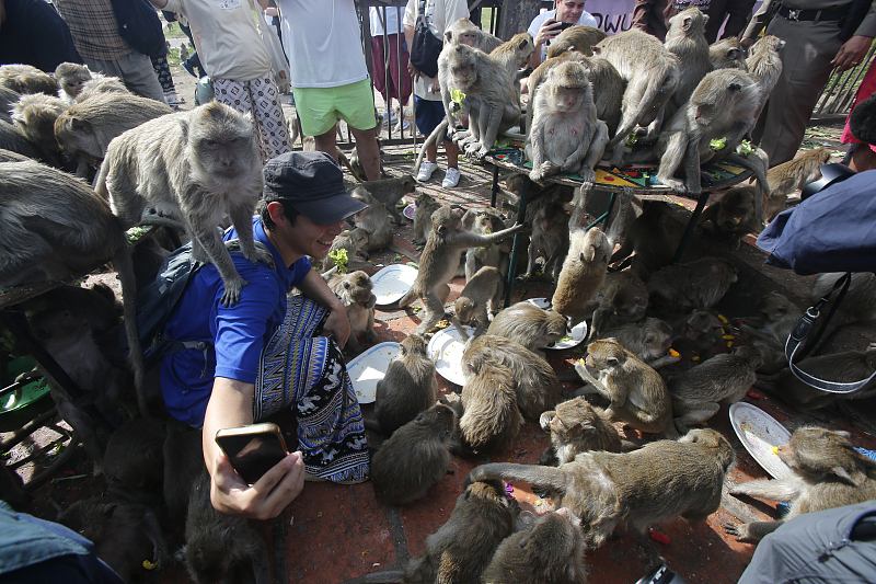 Tailandia: Lopburi realiza buffet anual dedicado aos macacos