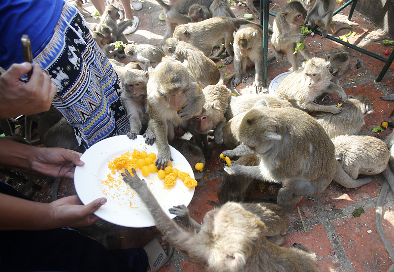 Tailandia: Lopburi realiza buffet anual dedicado aos macacos