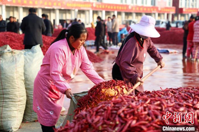 Henan dá início à temporada de colheita da pimenta