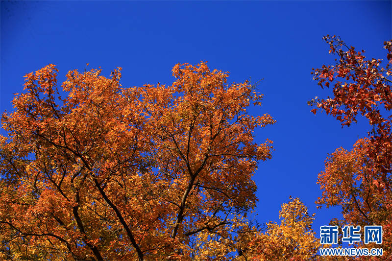 Nanjing: montanha Qixia inaugura época de aprecia??o de folhas de ácer