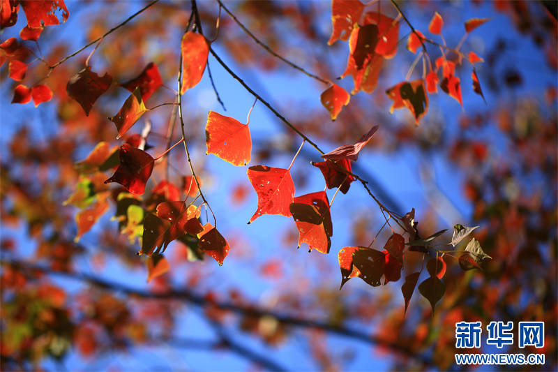 Nanjing: montanha Qixia inaugura época de aprecia??o de folhas de ácer