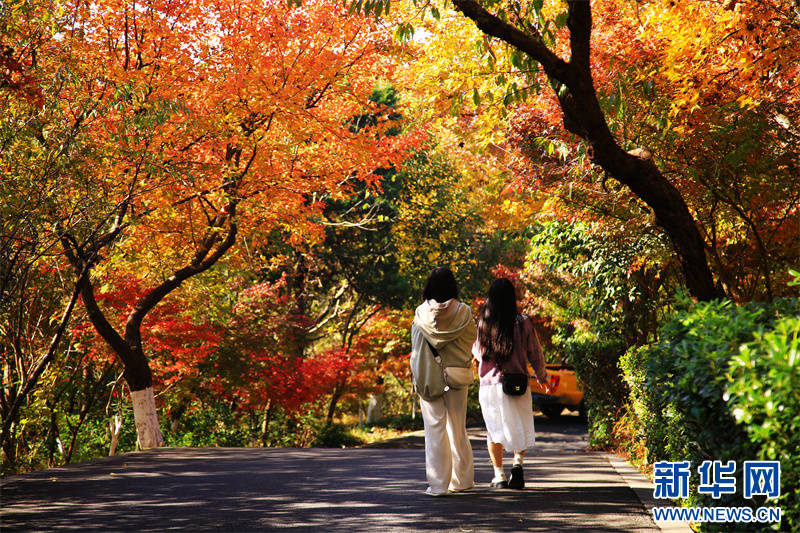 Nanjing: montanha Qixia inaugura época de aprecia??o de folhas de ácer