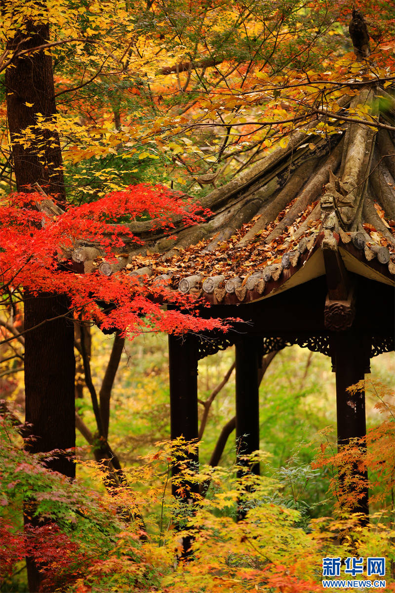 Nanjing: montanha Qixia inaugura época de aprecia??o de folhas de ácer