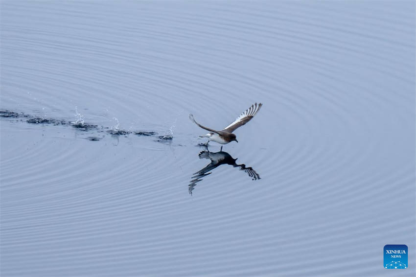 China: quebra-gelo de pesquisa científica Xuelong 2 navega no mar de Ross
