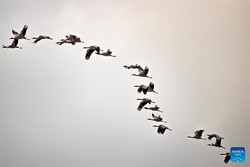 Galeria: grous de pesco?o preto vistos em reservatório em Lhasa, Xizang