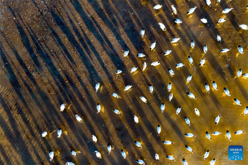 Galeria: grous de pesco?o preto vistos em reservatório em Lhasa, Xizang