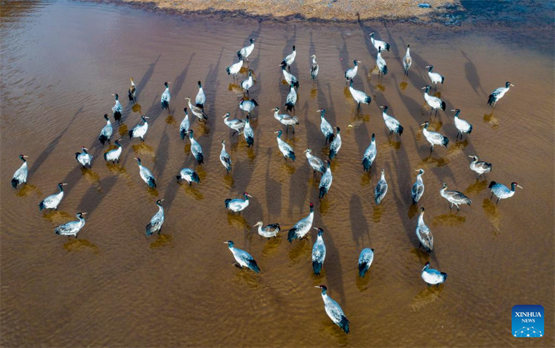 Galeria: grous de pesco?o preto vistos em reservatório em Lhasa, Xizang