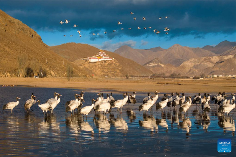 Galeria: grous de pesco?o preto vistos em reservatório em Lhasa, Xizang