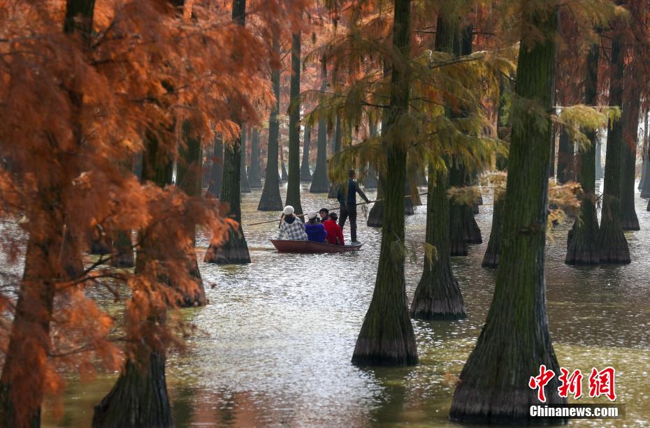 Galeria: Parque do Pantano do Lago Zhangdu dá início à melhor temporada de observa??o na China