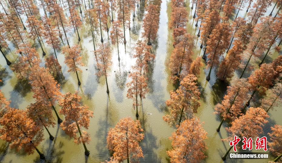 Galeria: Parque do Pantano do Lago Zhangdu dá início à melhor temporada de observa??o na China