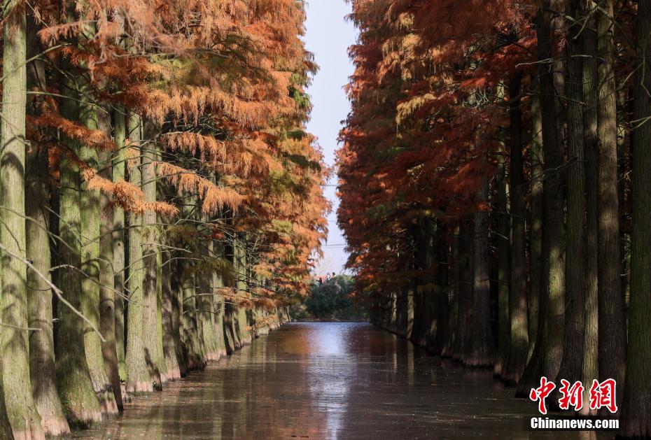 Galeria: Parque do Pantano do Lago Zhangdu dá início à melhor temporada de observa??o na China