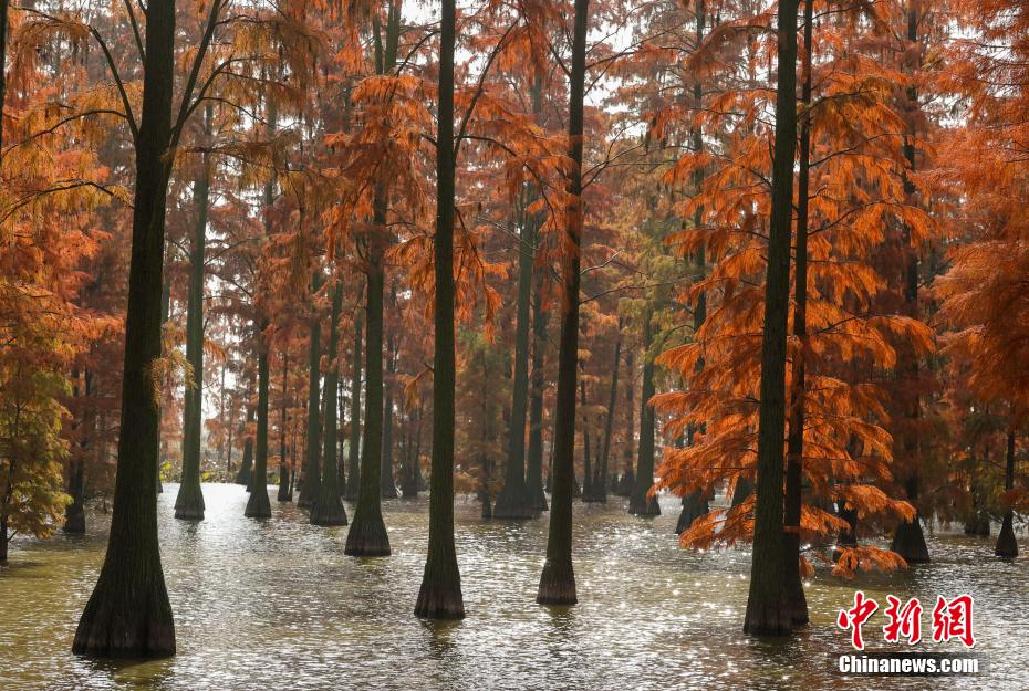 Galeria: Parque do Pantano do Lago Zhangdu dá início à melhor temporada de observa??o na China