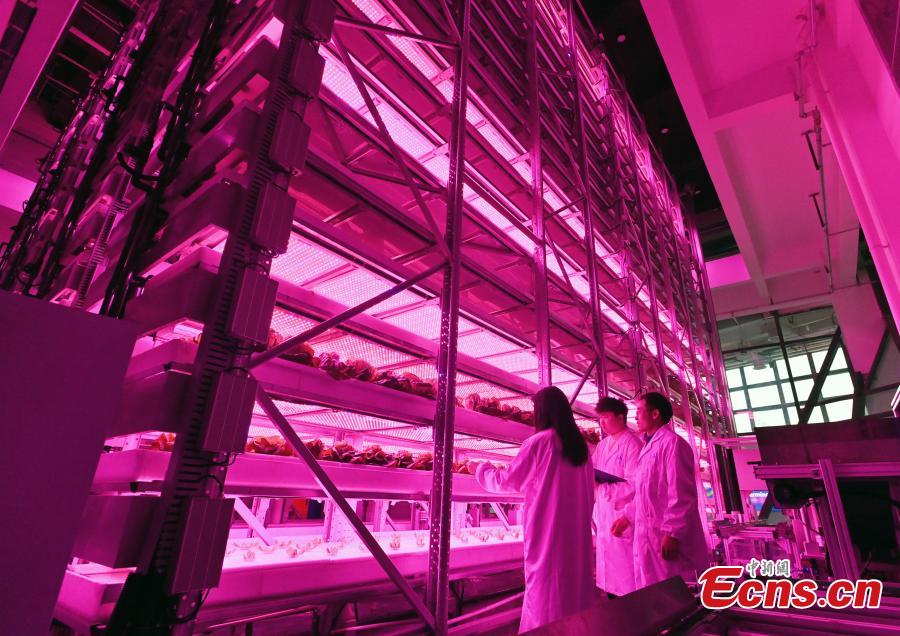 Galeria: horta vertical automatizada mais alta do mundo