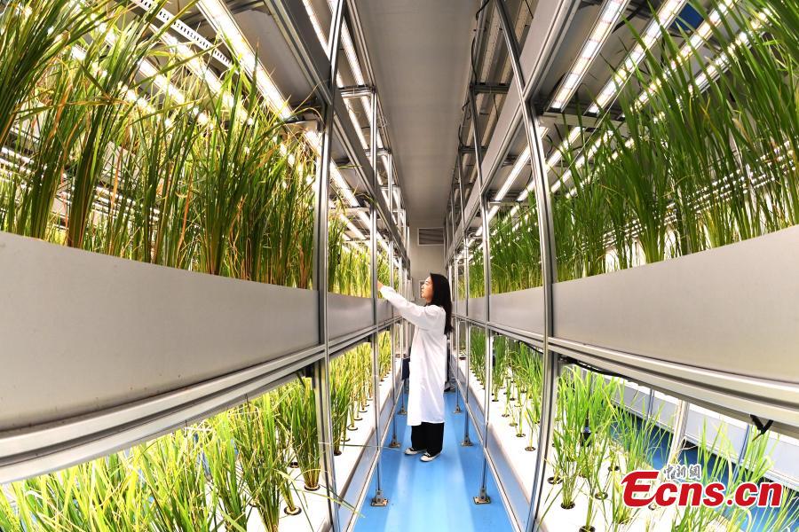 Galeria: horta vertical automatizada mais alta do mundo