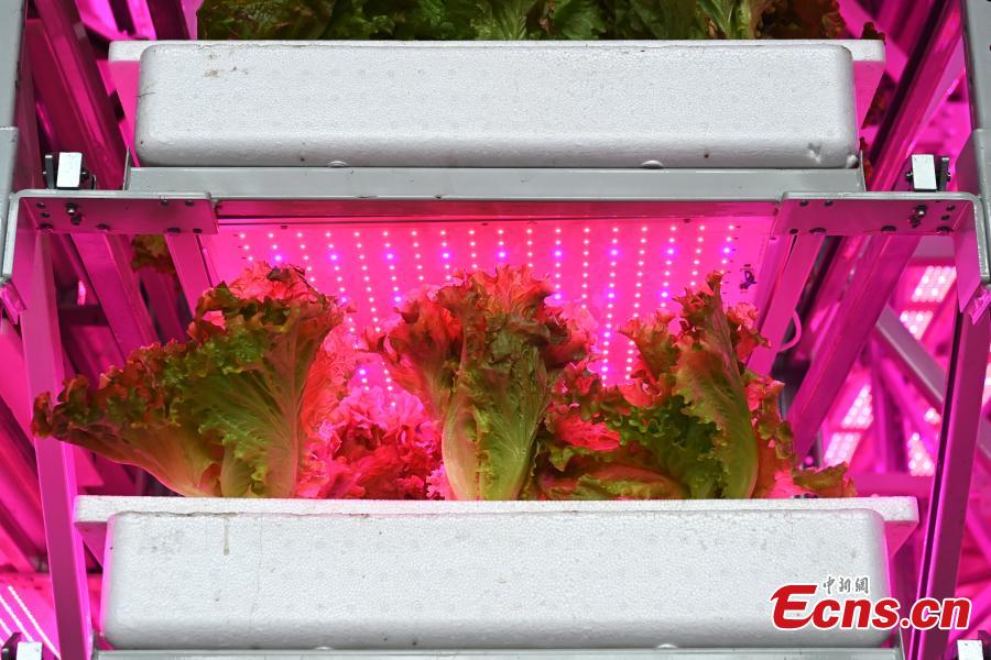 Galeria: horta vertical automatizada mais alta do mundo