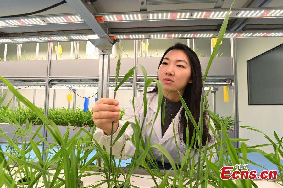 Galeria: horta vertical automatizada mais alta do mundo