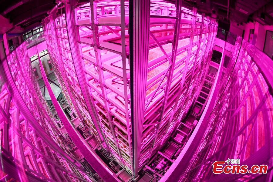 Galeria: horta vertical automatizada mais alta do mundo