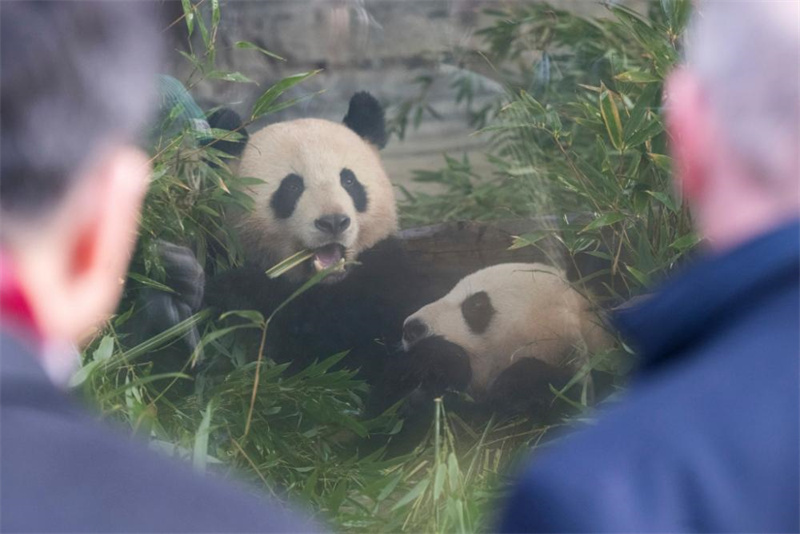 Pandas gêmeos nascidos na Alemanha chegam à China