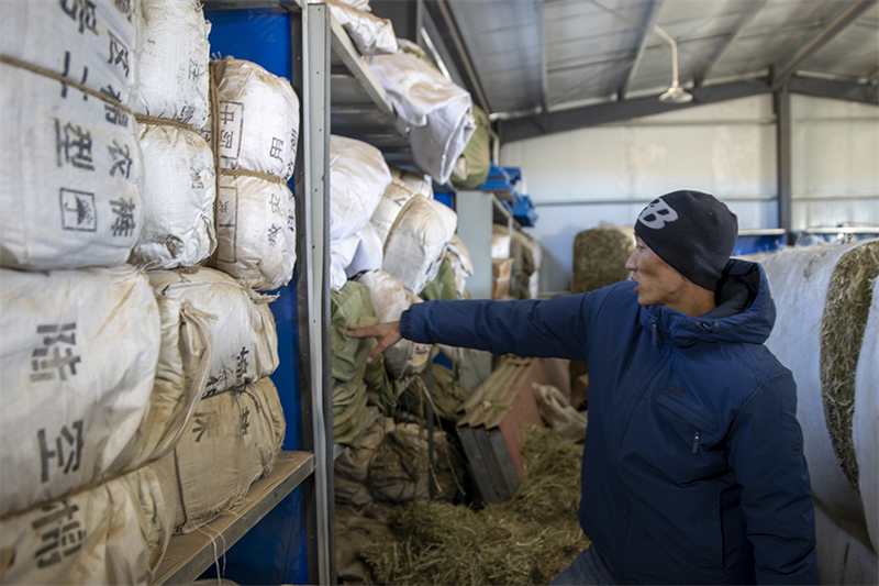 Regi?o de pastoreio ao norte do Xizang possui suprimentos adequados para inverno