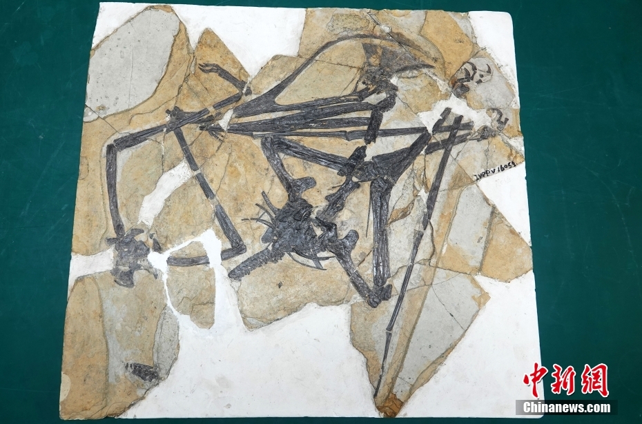 Paleontólogos chineses e brasileiros descobrem espécie mais completa de pterossauro