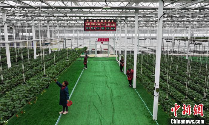 Agricultura digital ajuda agricultores a lucrar mais no leste da China