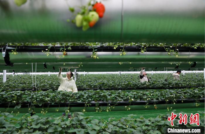 Agricultura digital ajuda agricultores a lucrar mais no leste da China