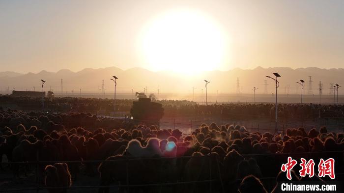 Feira de Camelo de Naadam tem início na Mongólia Interior da China
