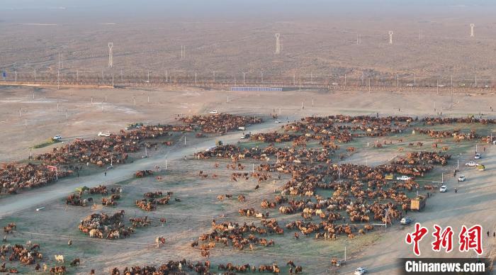 Feira de Camelo de Naadam tem início na Mongólia Interior da China