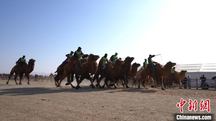 Feira de Camelo de Naadam tem início na Mongólia Interior da China