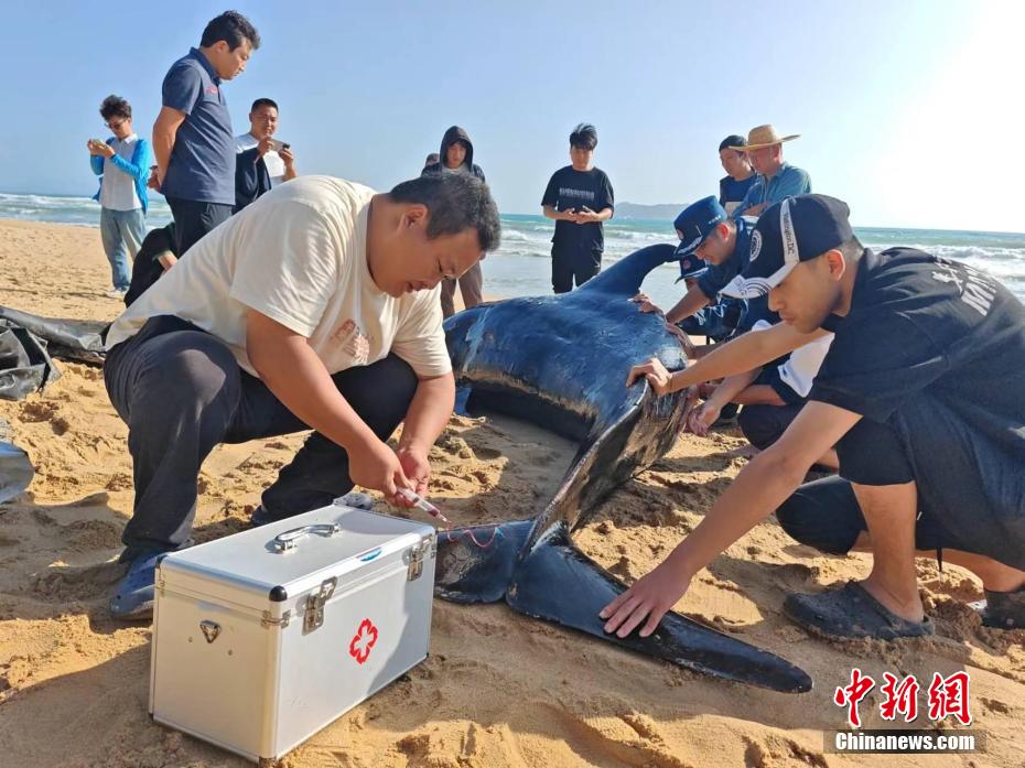 Uma baleia ferida encalhou e foi resgatada em Sanya, sul da China