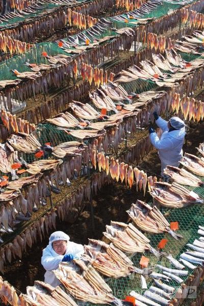Shandong inicia temporada de secagem de peixes