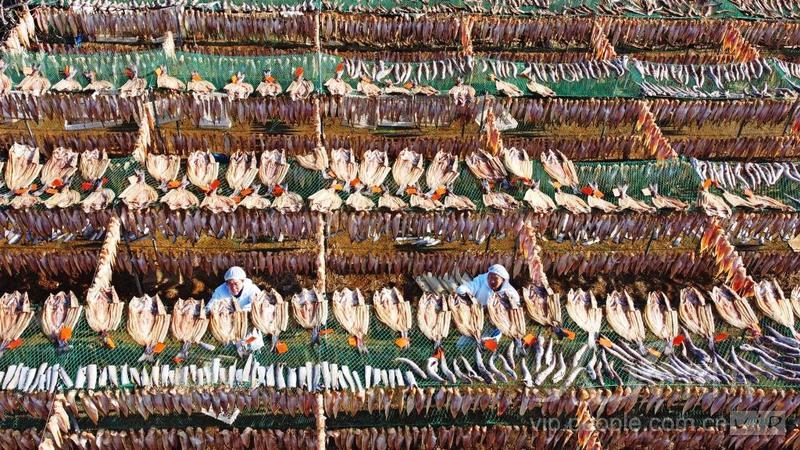 Shandong inicia temporada de secagem de peixes