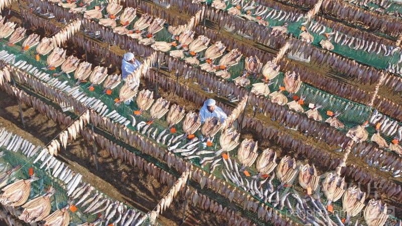 Shandong inicia temporada de secagem de peixes