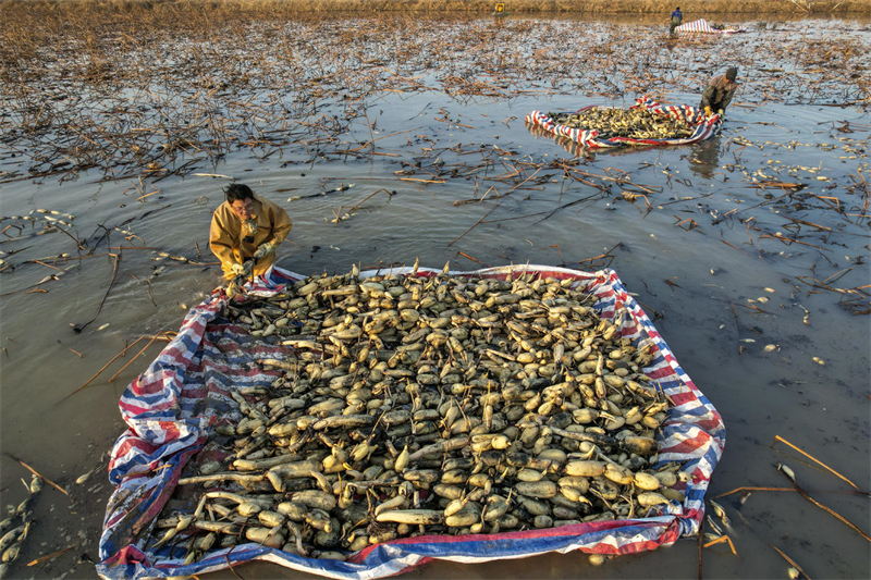Yongji recebe colheita de lótus para abastecer os mercados no norte da China
