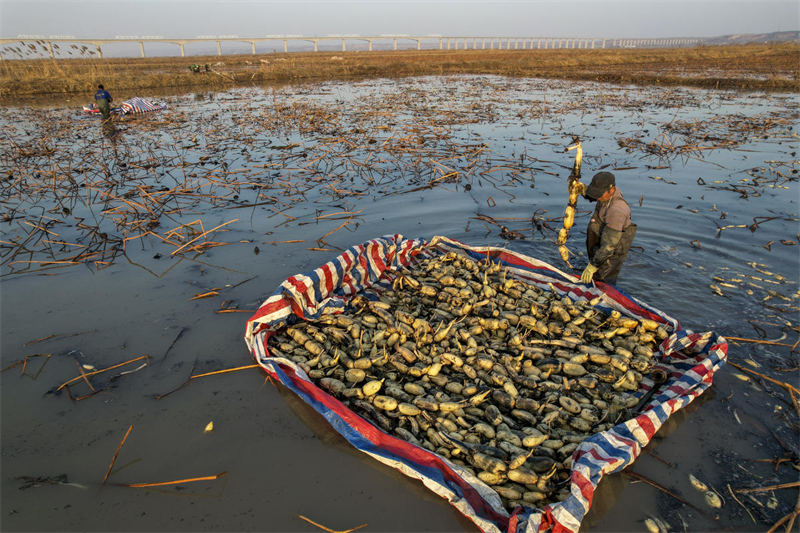Yongji recebe colheita de lótus para abastecer os mercados no norte da China