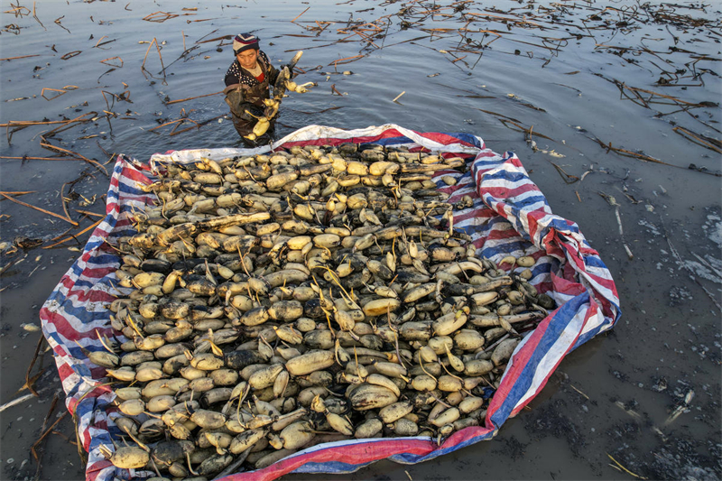 Yongji recebe colheita de lótus para abastecer os mercados no norte da China
