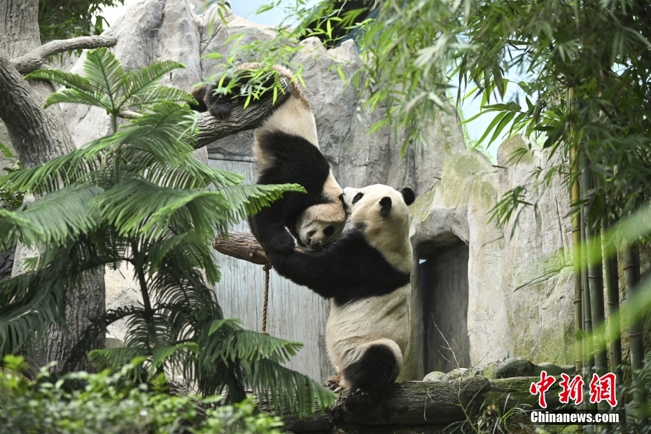 Panda gigante Le Le deixa Singapura rumo à China