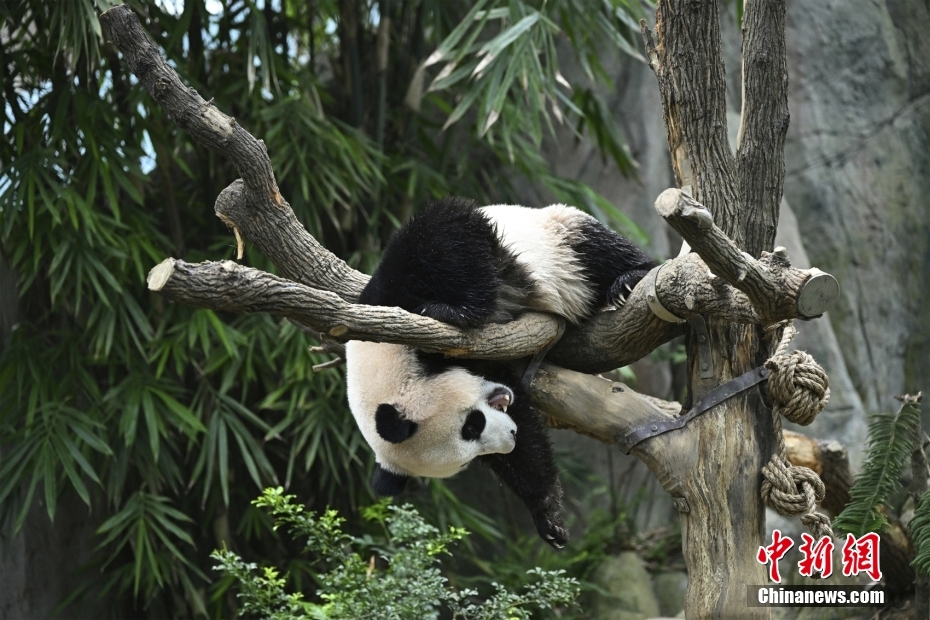 Panda gigante Le Le deixa Singapura rumo à China