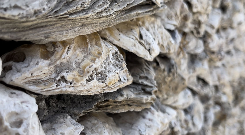 A viagem da concha de ostra da costa leste da áfrica até a China
