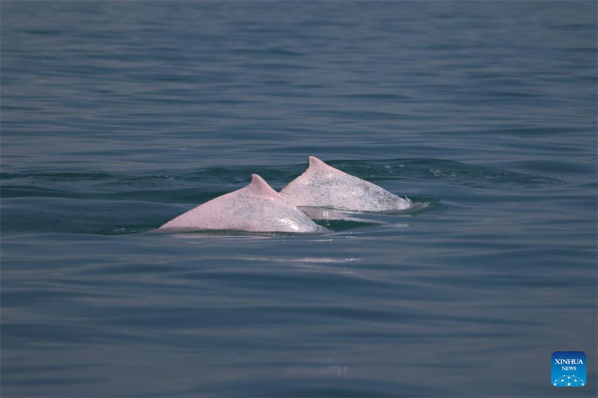 Golfinhos brancos chineses s?o vistos no mar no sul da China
