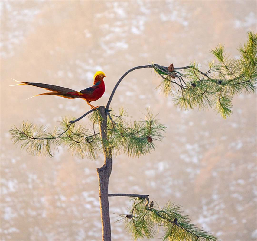 Galeria: fais?es dourados forrageando na neve