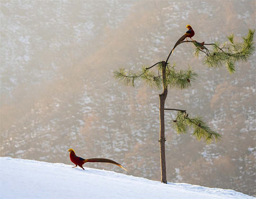 Galeria: fais?es dourados forrageando na neve